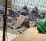 palestinos-prisioneros-carceles-israelies-1